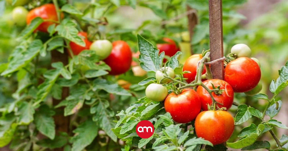 Entra en marcha plan piloto para producir tomate acorazado, un híbrido desarrollado por la UCR