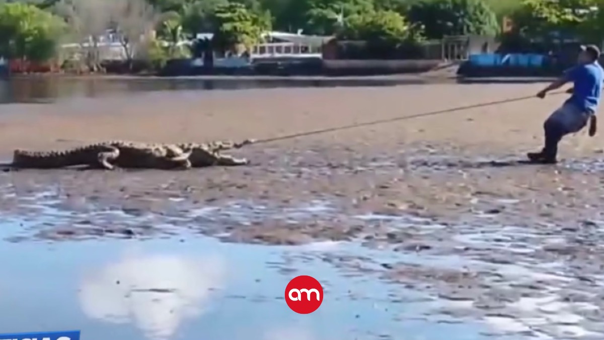 VIDEO | Vecinos capturan cocodrilo que tenía atemorizada a playa Caldera